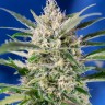 Семена конопли Auto Crystal Candy feminised Ganja Seeds