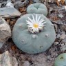 Купить семена кактуса Lophophora diffusa var. lutea