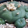 Заказать семена кактуса Lophophora diffusa var. lutea