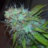 Семена конопли оптом Auto Jet 47 feminised GanjaLiveSeeds