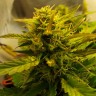 Семена марихуаны оптом Auto Jet 47 feminised GanjaLiveSeeds