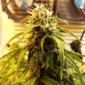 Семена марихуаны недорого Auto Jet 47 feminised GanjaLiveSeeds