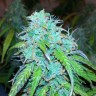 Качественные семена конопли Auto Jet 47 feminised GanjaLiveSeeds