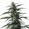 семена конопли Auto Medical CBD feminised Ganja Seeds