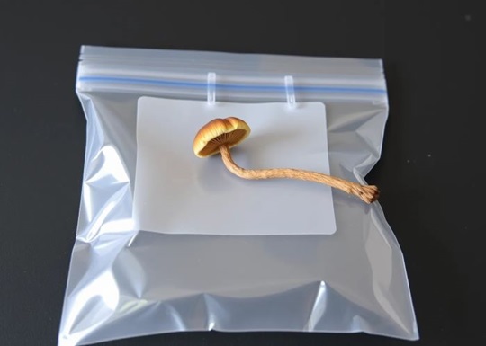 Путеводитель по дозировке волшебных грибов