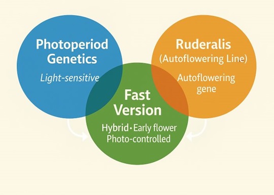 Быстроцветущий каннабис: как создаются Fast-версии